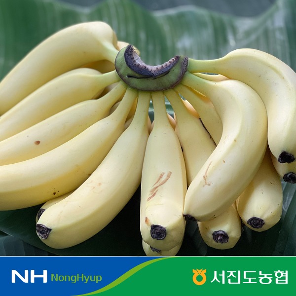 [서진도농협] 국산 무농약 진도 바나나 2kg